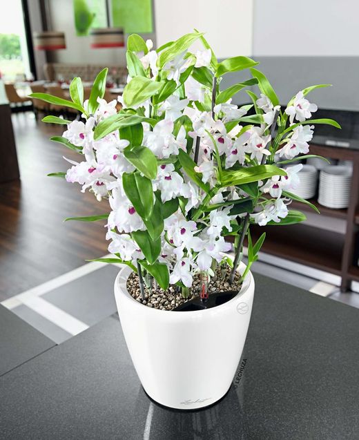 Flowerpot Owl self-watering Classico Premium 43.5 x 39 cm