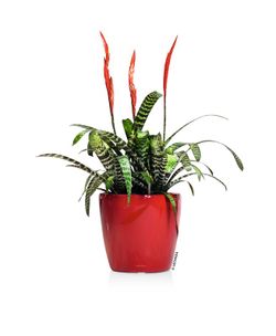 Flowerpot Owl self-watering Classico Premium 43.5 x 39 cm