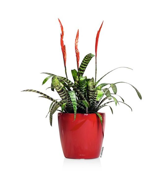 Flowerpot Owl self-watering Classico Premium 43.5 x 39 cm