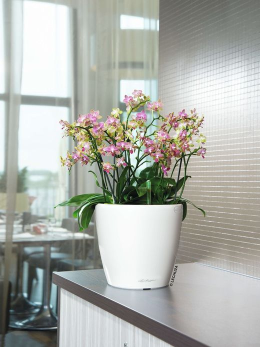 Flowerpot Owl self-watering Classico Premium 43.5 x 39 cm