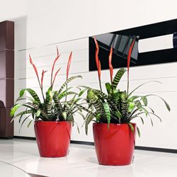 Flowerpot Owl self-watering Classico Premium 43.5 x 39 cm