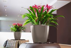 Flowerpot Owl self-watering Classico Premium 43.5 x 39 cm