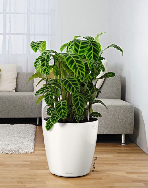 Pot auto-arrosant Lehuza Classico Premium 28,5 x 26 cm