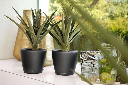 Vaso auto-irrigável Lehuza Classico Premium 28,5 x 26 cm