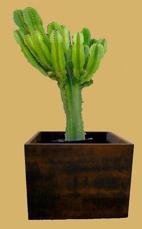 Plantador de cubo de concreto 35x35x35