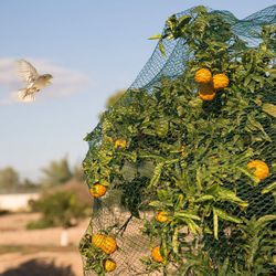Malla de protección de cultivos contra pájaros