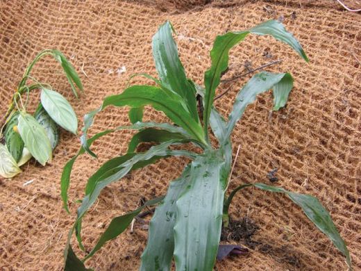 Mallas control erosion