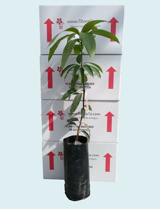 Mango planta en maceta