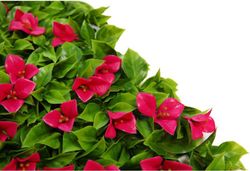 Manto Flores Buganvilla Artificial 100x100cm JardiÃ‚Â­nes Artificiales