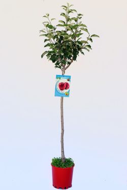 Manzano Árbol Frutal Ecológico