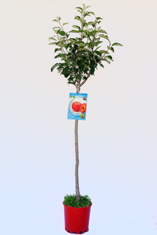 Árbol frutal ecológico de 2 años Manzano Fuji ECO 