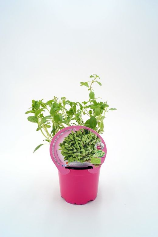 Mejorana planta aromática ecológica