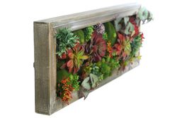 Mini jardin enmarcado para pared