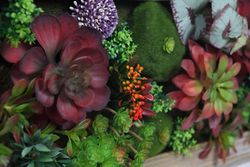 Mini jardin enmarcado para pared