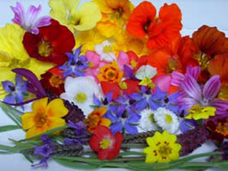 Mini mix de flores comestibles — jardineriadelvalles