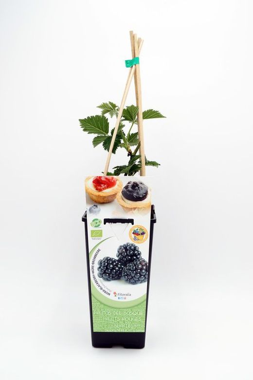 Mora ecologica en maceta