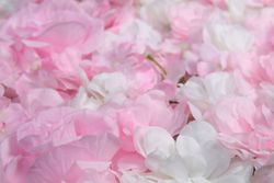 Muro di rose e ortensie 60x40cm