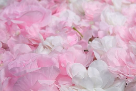 Muro di rose e ortensie 60x40cm