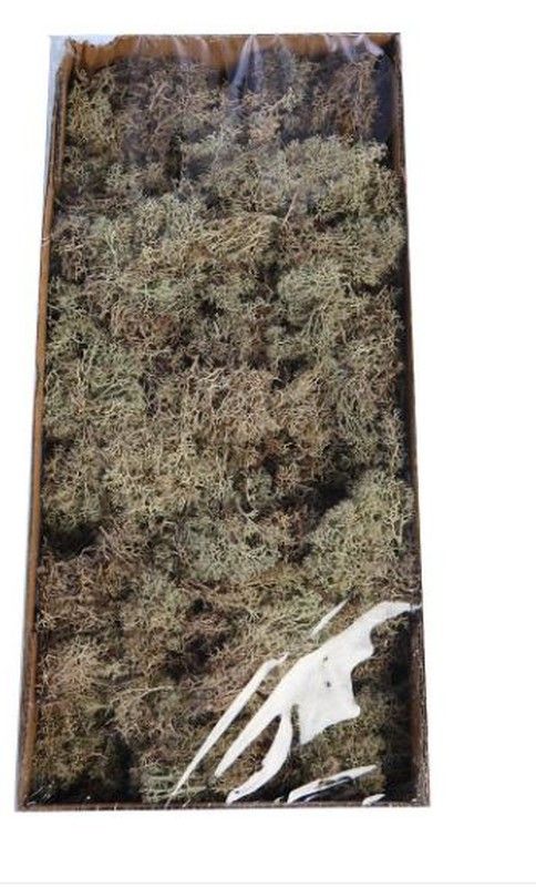 Musgo natural caja
