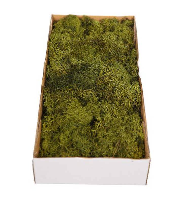 Musgo natural caja — jardineriadelvalles
