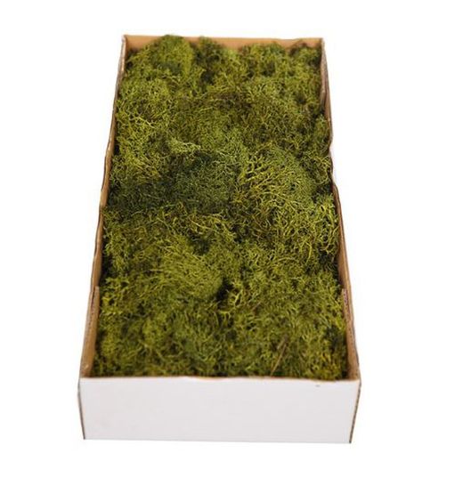 Musgo natural caja