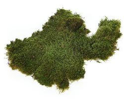 Muschio piatto conservato