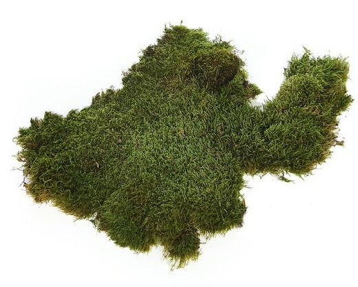 Muschio piatto conservato