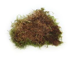 Muschio piatto conservato