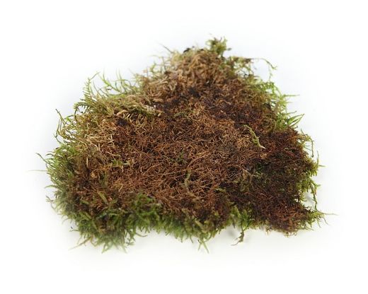 Muschio piatto conservato