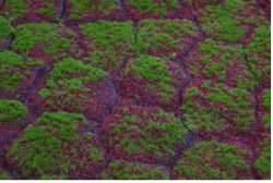 Muschio e terreno artificiale 1.00 X 1.00