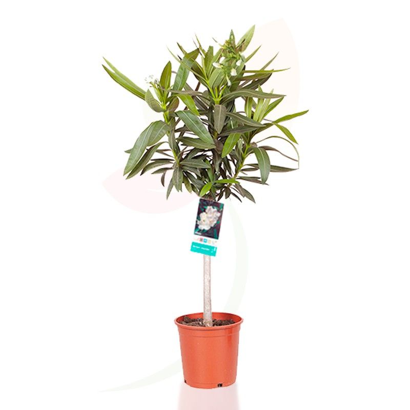 zimmerpflanzen discount Zimmerpflanzen mit marmoriertem Laub (x3) - Ctenanthe burle marxii,  ctenanthe amagris, syngonium pixie®