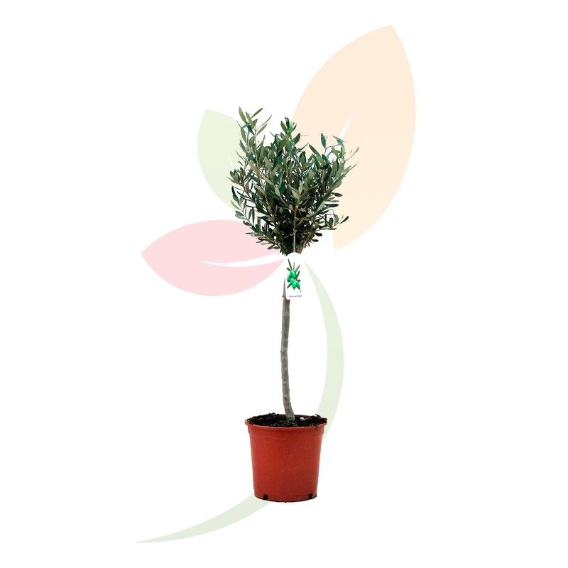 bayonet sansevieria Sansevieria zeylanica 'Bowstring Hemp' main image 1