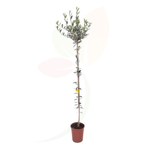 Olivenbaum, Europäische Olea