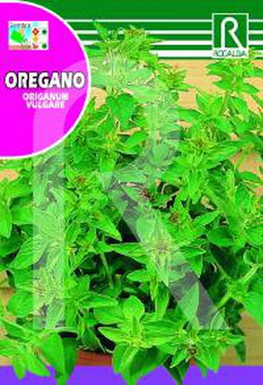 Oregano (origanum vulgare) sobre