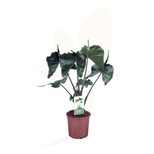 Oreja de elefante (Alocasia stingray)