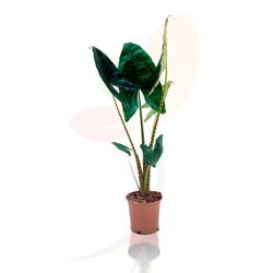 Oreja de elefante (Alocasia Zebrina)