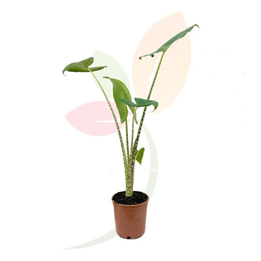 Oreja de elefante (Alocasia Zebrina)