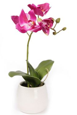 Orquideas y complementos
