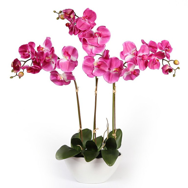 Orchids and accessories