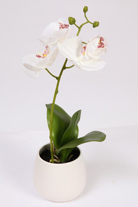 Orchids and accessories
