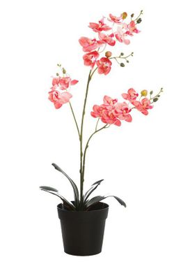 Orchidee e accessori