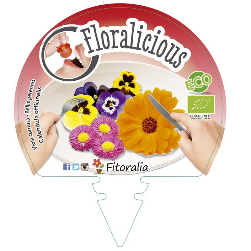 Pack 6ud flor comestible viola cornuta, bellis perennis y calendula  officinalis — jardineriadelvalles