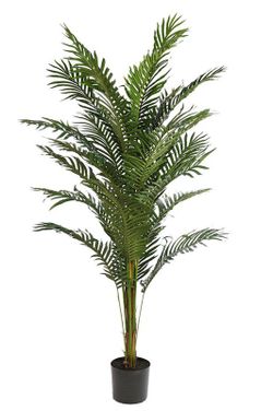 Décoratif Palmon Phoenix 1.90m