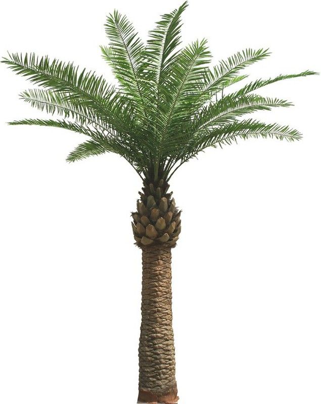 Knstliche Phnixpalme 5mts