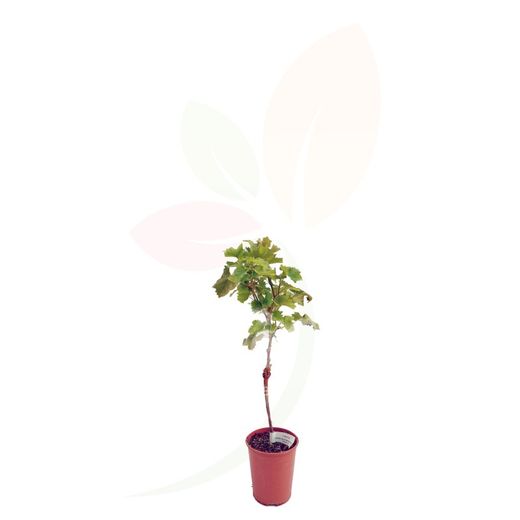 Frutal  Vitis vinifera Parra baja