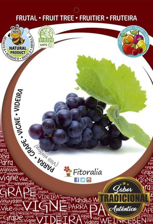 Parra napoleónn - Vitis vinifera - M 25
