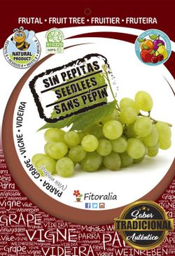 Parra sultanina seedless - Vitis vinifera - M 25
