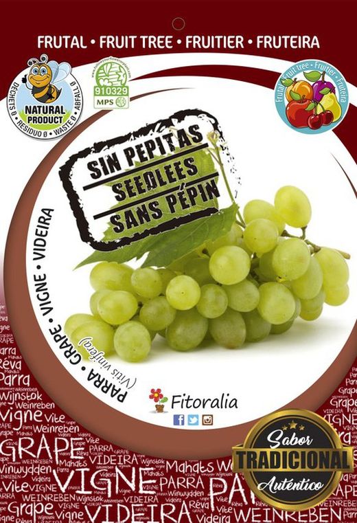 Parra sultanina seedless - Vitis vinifera - M 25