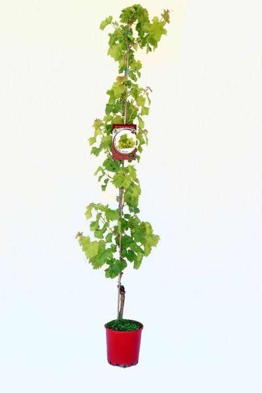 Parra sultanina seedless - Vitis vinifera - M 25
