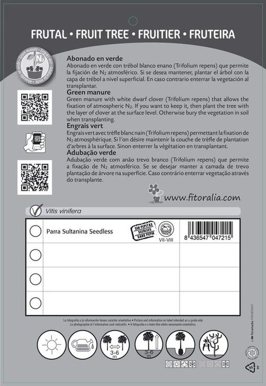 Parra sultanina seedless - Vitis vinifera - M 25